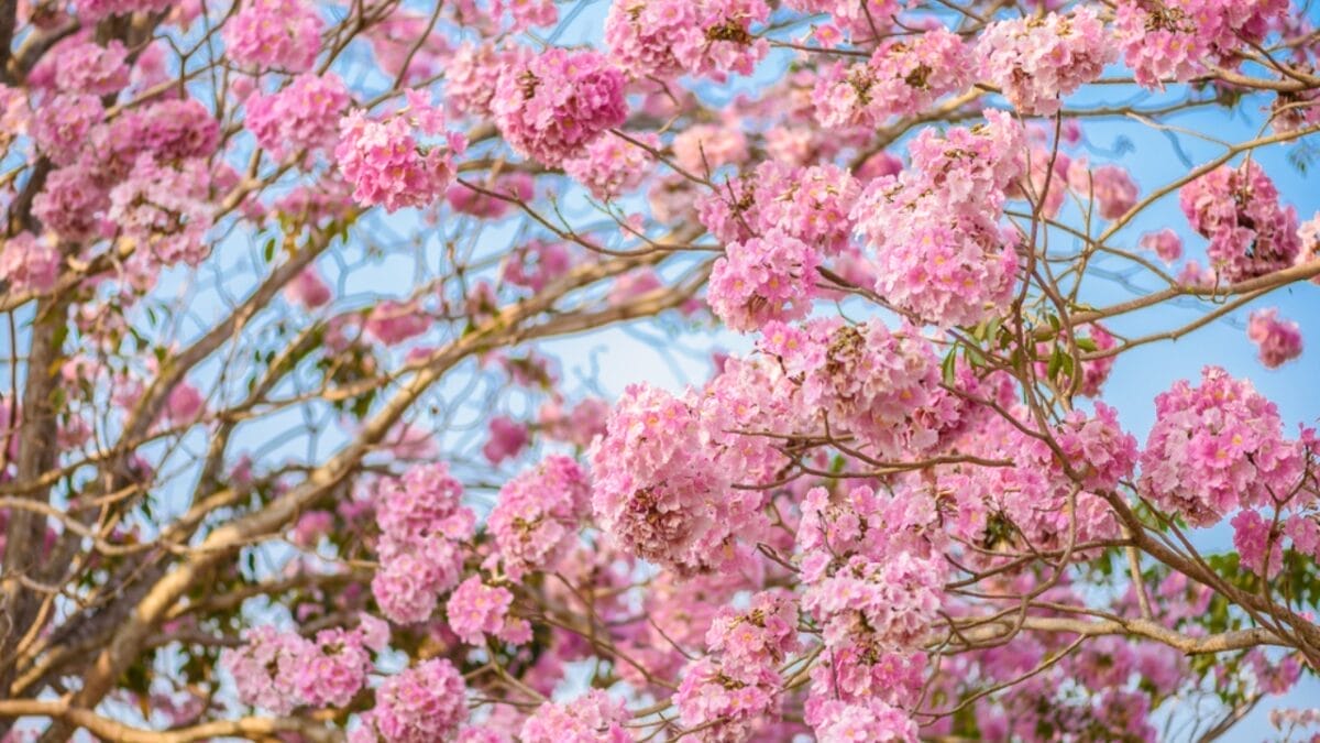 15 Pink Flowering Trees to Add a Splash of Color to Your Garden - pink trumpet tree dp263694988