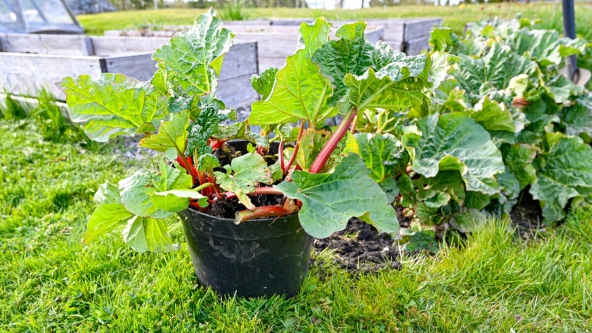 Rhubarb: An Ancient Herb Worth Growing – Here's How to Do It 8 Rhubarb: An Ancient Herb Worth Growing – Here's How to Do It - planting rhubarb ss1753014482