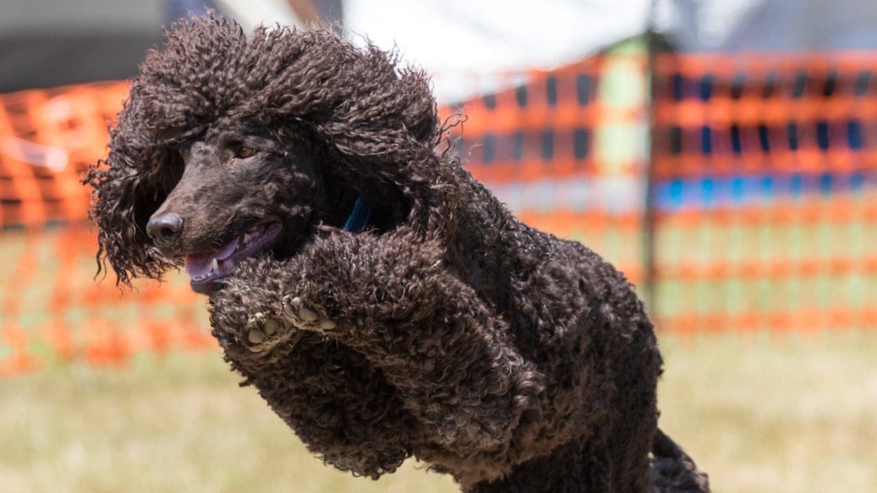 10 Reasons the Irish Water Spaniel is a Hidden Gem Among Dog Breeds 3 10 Reasons the Irish Water Spaniel is a Hidden Gem Among Dog Breeds - playful irish water spaniel ss1787547824