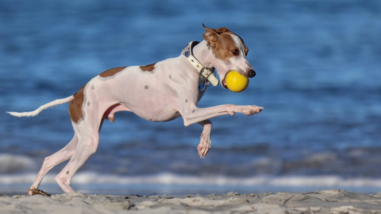 10 Remarkable Traits That Make Italian Greyhounds More Than Just Elegant Pets 10 10 Remarkable Traits That Make Italian Greyhounds More Than Just Elegant Pets - playing italian greyhound ss2452573255