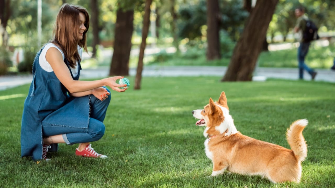 10 Reasons Pembroke Welsh Corgis Will Steal Your Heart - playing pembroke welsh corgi ss1344686030