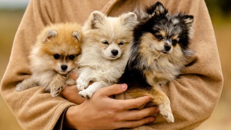 10 Things You Need to Know Before Getting a Pomeranian 1 10 Things You Need to Know Before Getting a Pomeranian - pomeranian ss2376586375