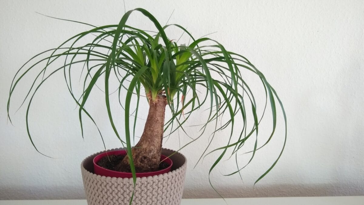 15 Dog-Safe Indoor Plants to Brighten Up Your Home 15 15 Dog-Safe Indoor Plants to Brighten Up Your Home - ponytail palm ss1636139074