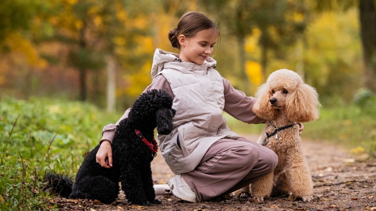 Before You Get a Poodle: 10 Facts Every Owner Should Know 9 Before You Get a Poodle: 10 Facts Every Owner Should Know - poodle with children ss2537031529