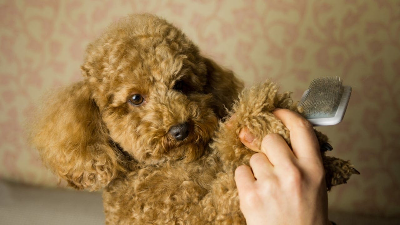 Before You Get a Poodle: 10 Facts Every Owner Should Know - poodle with comb ss1899412411
