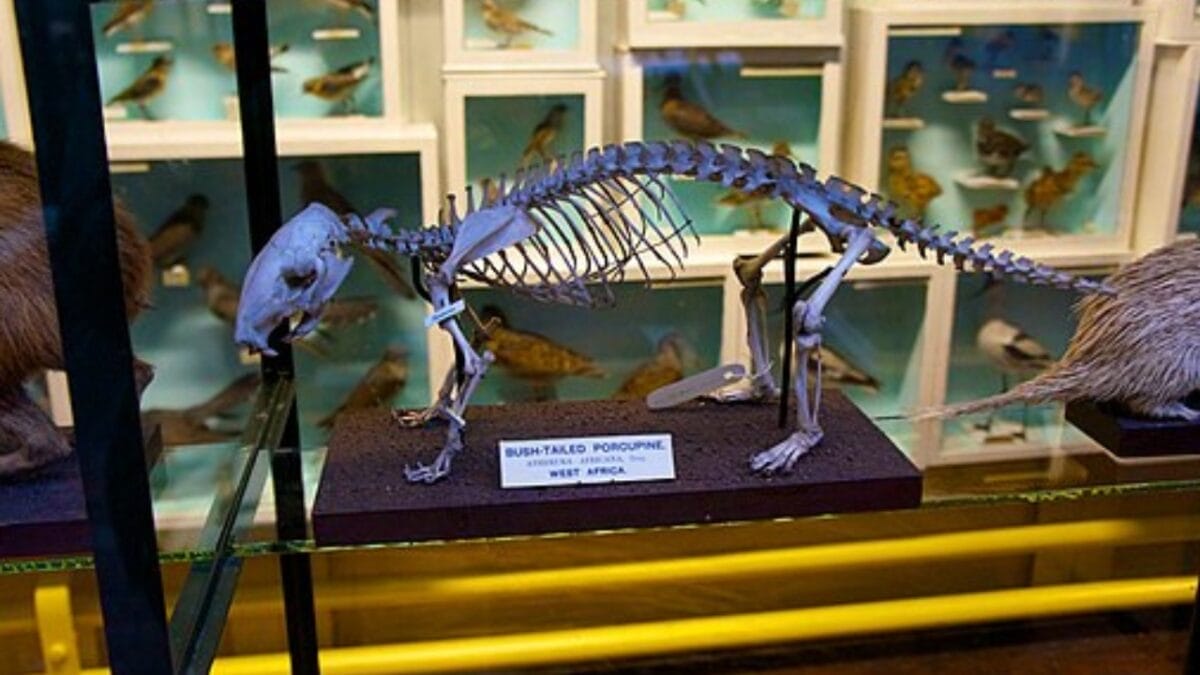 North America's Only Porcupines: Insights from a Recent Fossil Discovery 3 North America's Only Porcupines: Insights from a Recent Fossil Discovery - porcupine fossil wc