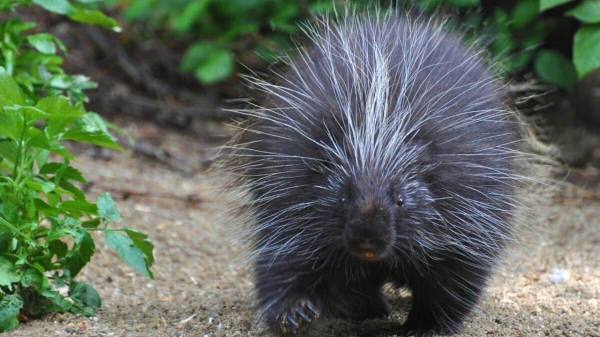 North America's Only Porcupines: Insights from a Recent Fossil Discovery 6 North America's Only Porcupines: Insights from a Recent Fossil Discovery - porcupine habitat ss134834528