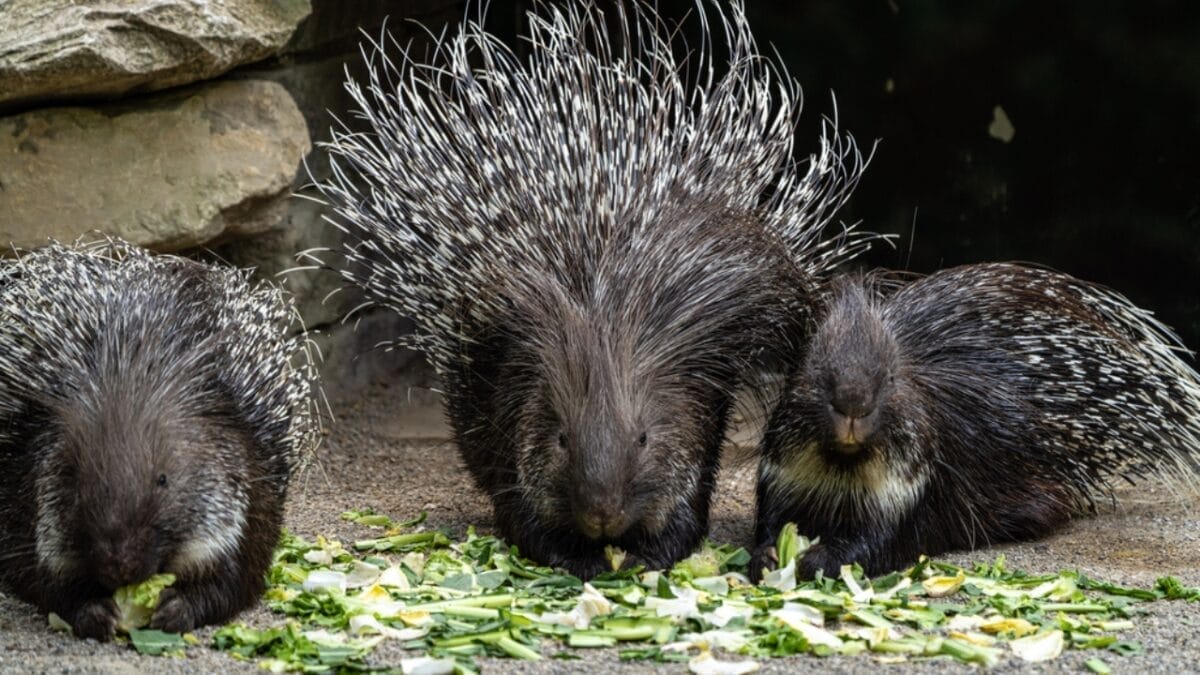 North America's Only Porcupines: Insights from a Recent Fossil Discovery 5 North America's Only Porcupines: Insights from a Recent Fossil Discovery - porcupine species ss1839173