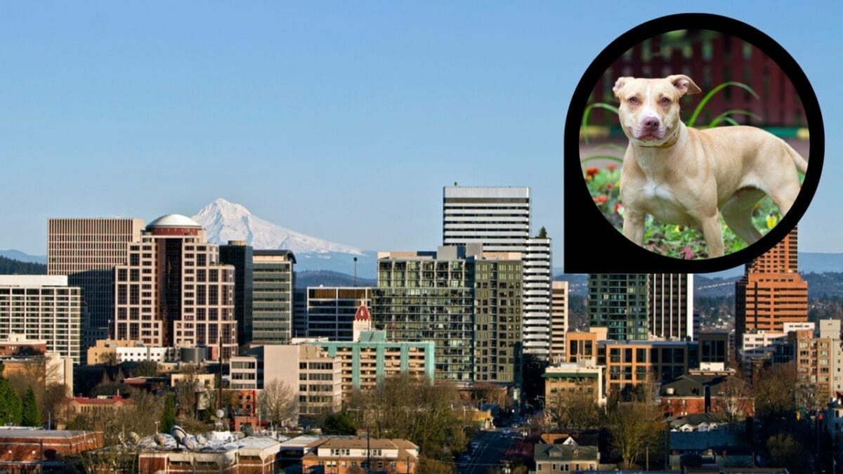 15 American Cities With the Cutest Dogs 16 15 American Cities With the Cutest Dogs - portland oregon dp223993311811656
