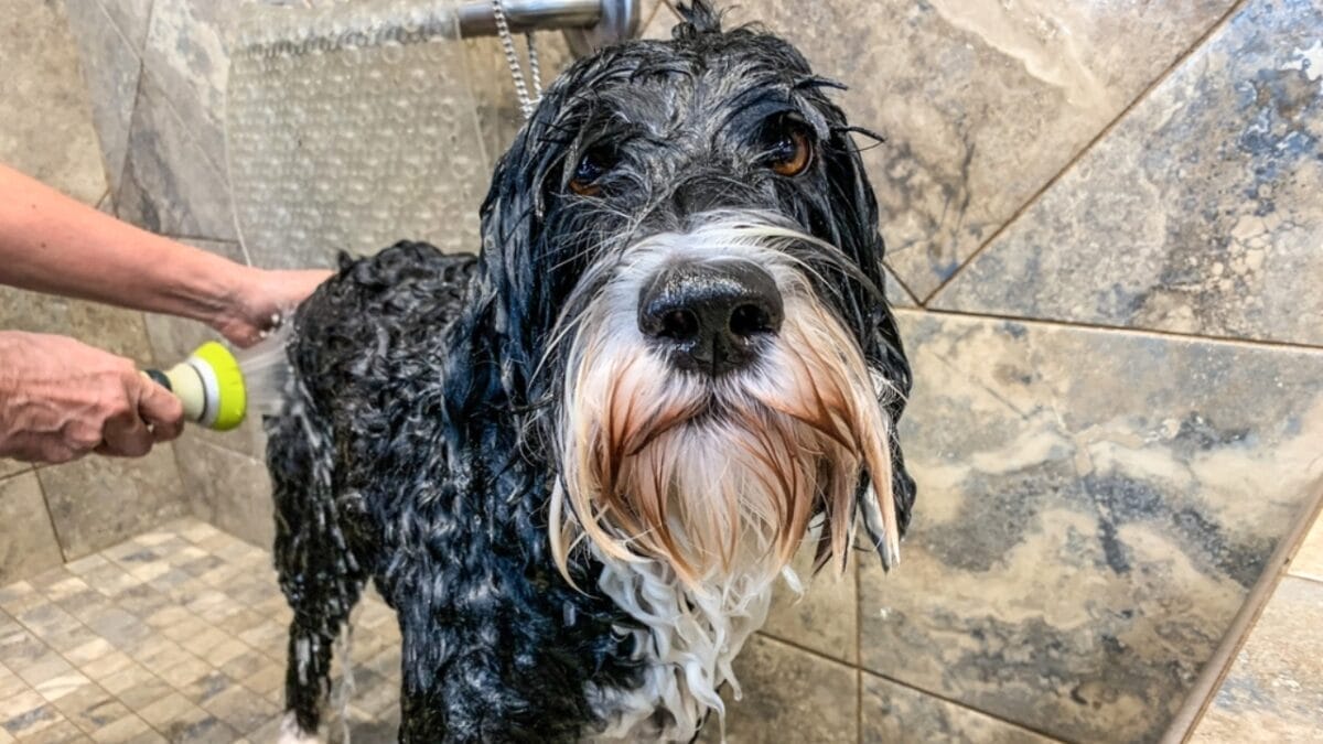 10 Things That Make Portuguese Water Dogs So Easy to Love 9 10 Things That Make Portuguese Water Dogs So Easy to Love - portuguese dog groom ss2094589141