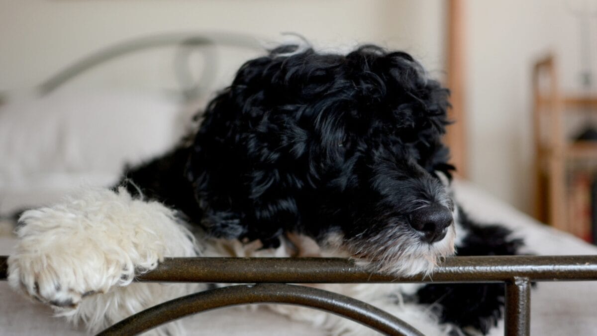 10 Things That Make Portuguese Water Dogs So Easy to Love 11 10 Things That Make Portuguese Water Dogs So Easy to Love - portuguese dog loyal ss508221952