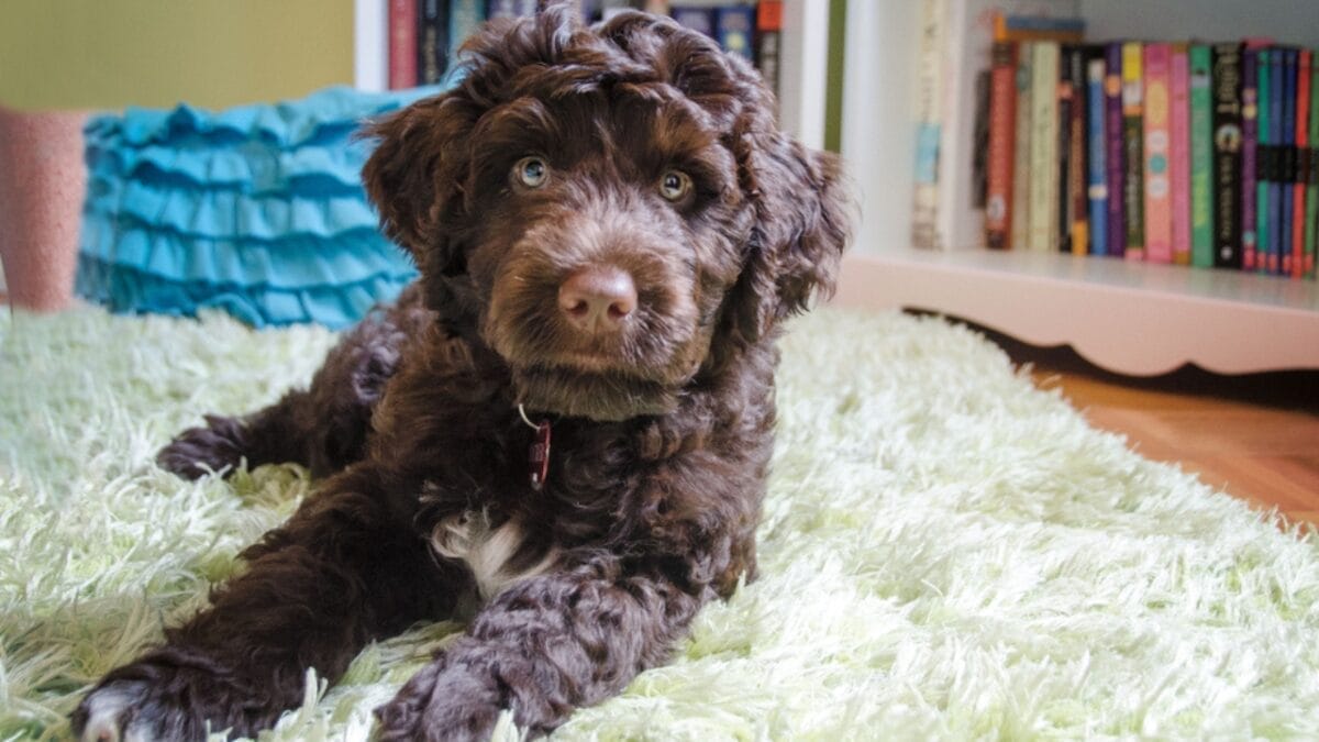 10 Things That Make Portuguese Water Dogs So Easy to Love 3 10 Things That Make Portuguese Water Dogs So Easy to Love - portuguese water dog coat ss1098145592