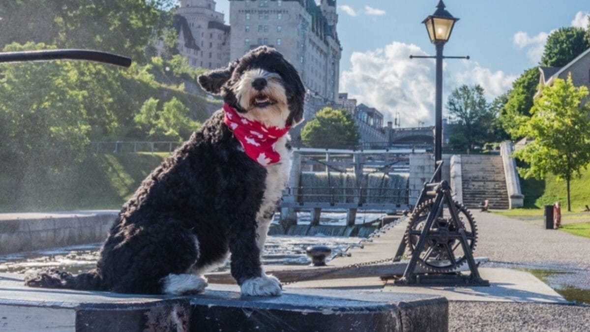 10 Things That Make Portuguese Water Dogs So Easy to Love - portuguese water dog history ss2231325827