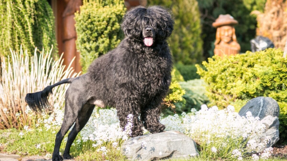 34 Mistakes to Avoid if You Want to Sell Your House 22 34 Mistakes to Avoid if You Want to Sell Your House - portuguese water dog in yard ss1101267425