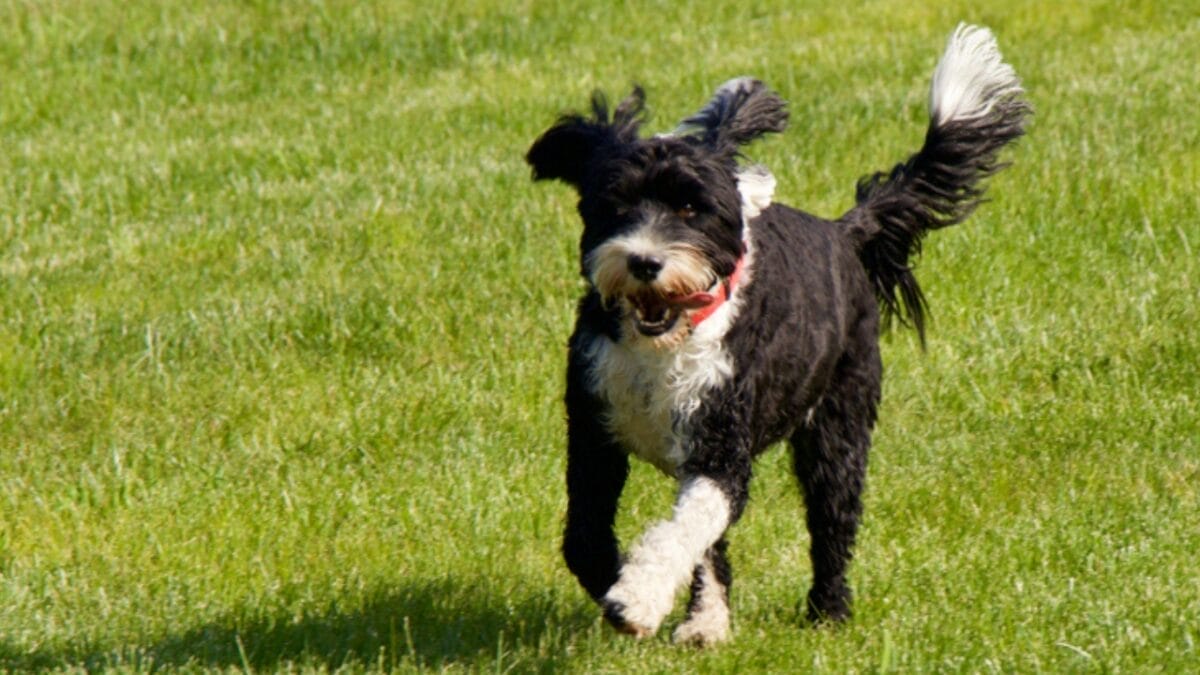 10 Things That Make Portuguese Water Dogs So Easy to Love 4 10 Things That Make Portuguese Water Dogs So Easy to Love - portuguese water dog running ss1430689478