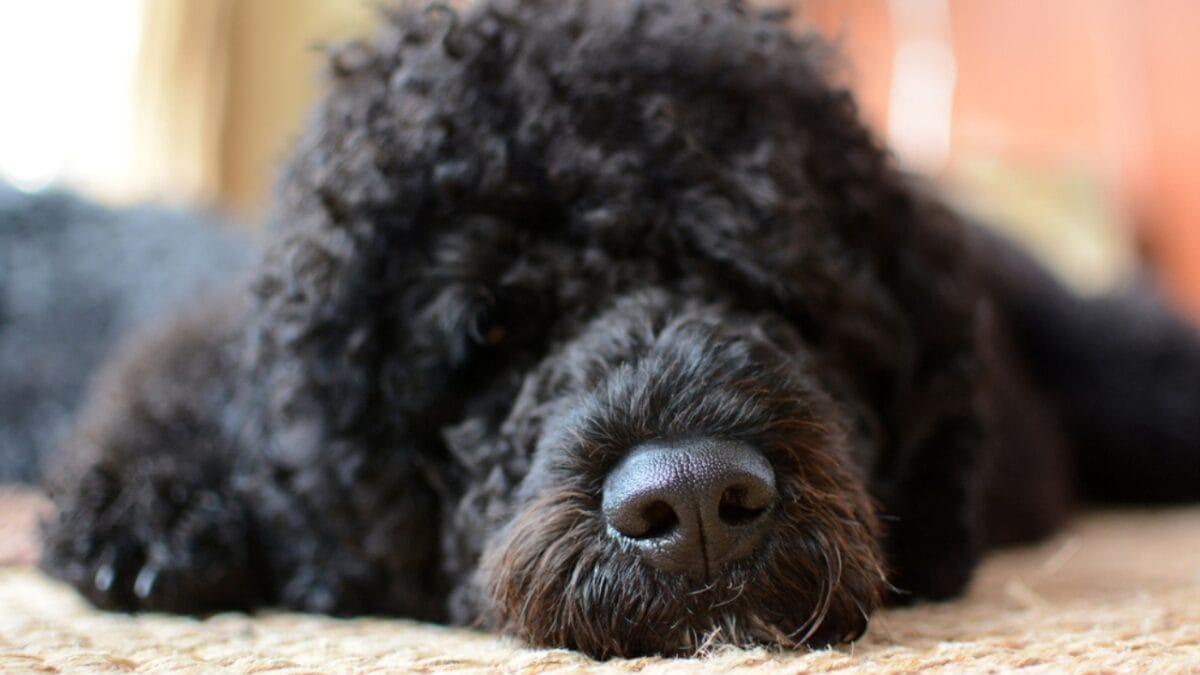 10 Things That Make Portuguese Water Dogs So Easy to Love 7 10 Things That Make Portuguese Water Dogs So Easy to Love - portuguese water dog sad ss388936867