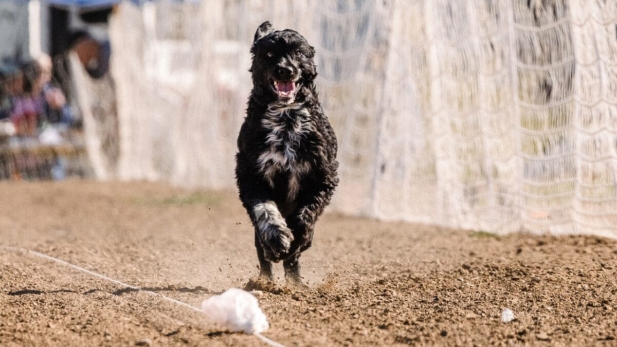 10 Things That Make Portuguese Water Dogs So Easy to Love 5 10 Things That Make Portuguese Water Dogs So Easy to Love - portuguese water dog training ss2391700541