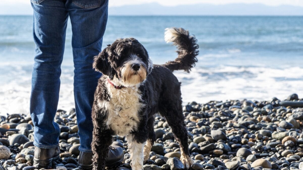 10 Things That Make Portuguese Water Dogs So Easy to Love 6 10 Things That Make Portuguese Water Dogs So Easy to Love - portuguese water dog with owner ss1914246889