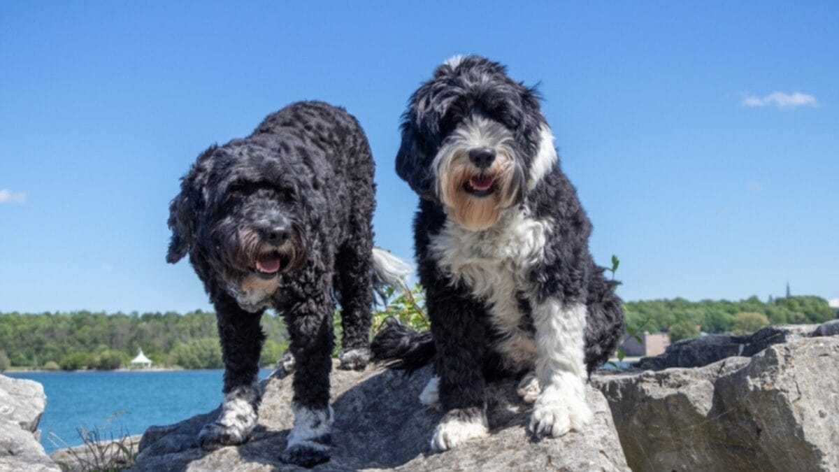 10 Things That Make Portuguese Water Dogs So Easy to Love 8 10 Things That Make Portuguese Water Dogs So Easy to Love - portuguese with other 2195504749