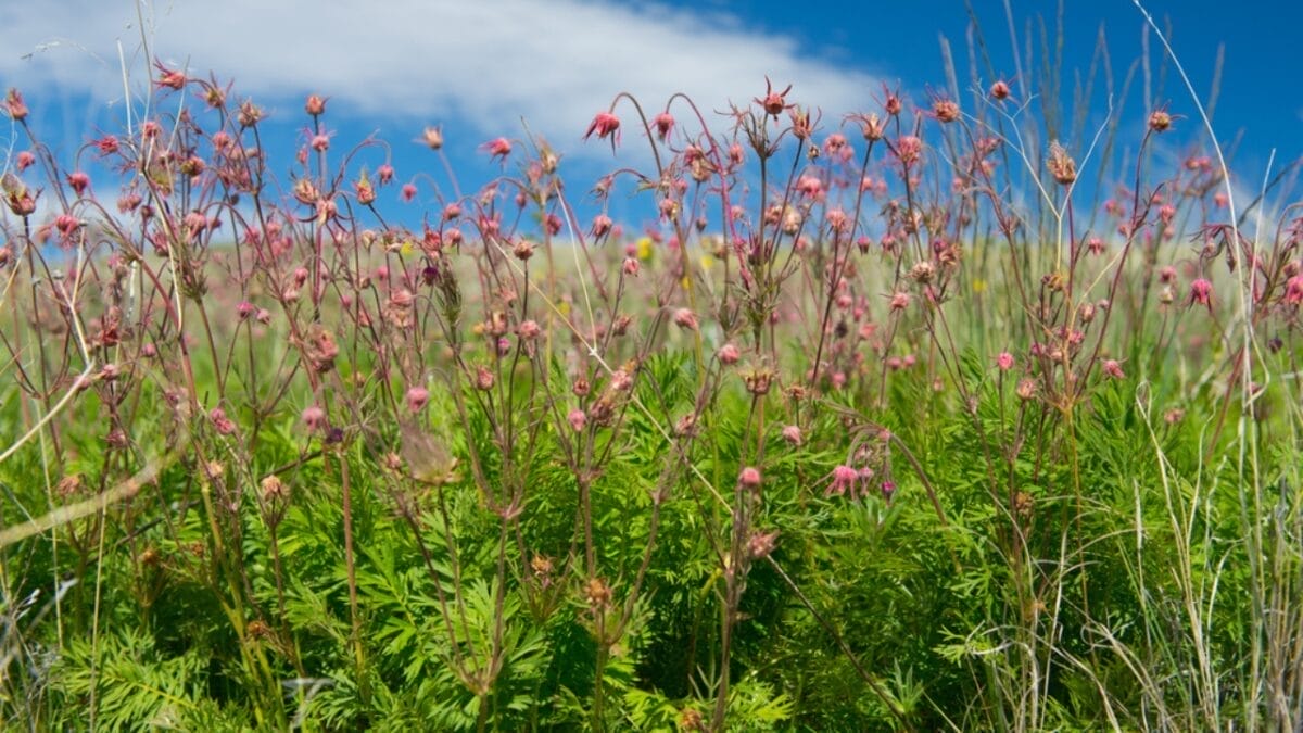 Growing Prairie Smoke: Tips for a Low-Maintenance & Beautiful Garden Addition 6 Growing Prairie Smoke: Tips for a Low-Maintenance & Beautiful Garden Addition - prairie smoke flower ss740270518