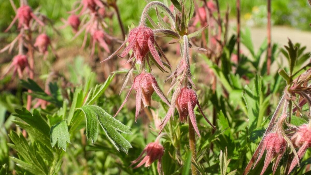Growing Prairie Smoke: Tips for a Low-Maintenance & Beautiful Garden Addition 7 Growing Prairie Smoke: Tips for a Low-Maintenance & Beautiful Garden Addition - prairie smoke pest ss2361608663