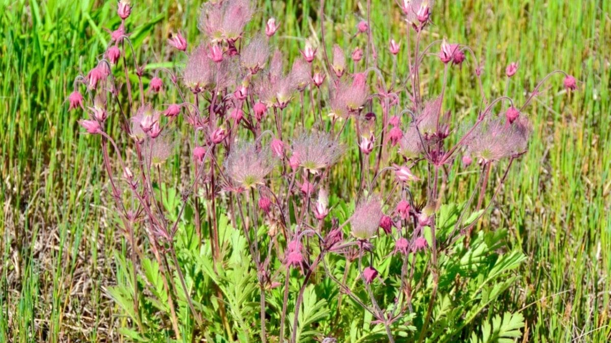 Growing Prairie Smoke: Tips for a Low-Maintenance & Beautiful Garden Addition 8 Growing Prairie Smoke: Tips for a Low-Maintenance & Beautiful Garden Addition - prairie smoke plant ss2139785949