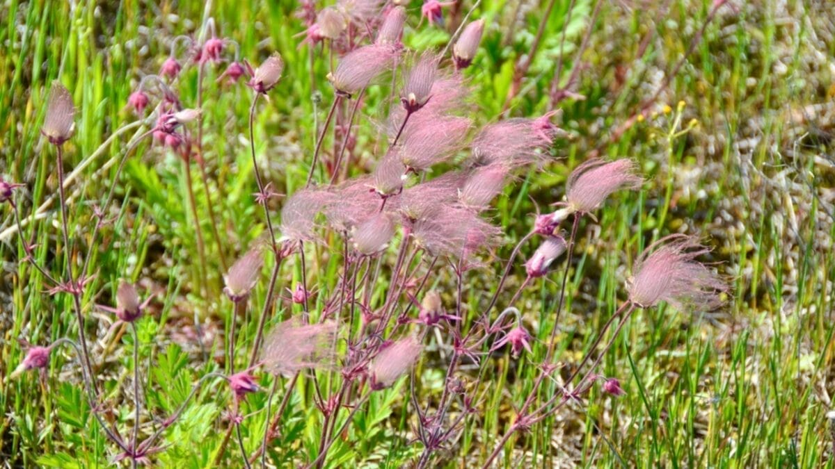 Growing Prairie Smoke: Tips for a Low-Maintenance & Beautiful Garden Addition 3 Growing Prairie Smoke: Tips for a Low-Maintenance & Beautiful Garden Addition - prairie smoke ss2139785959