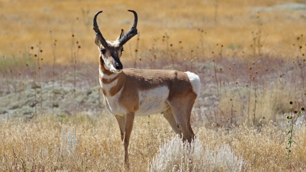 12 of the Fastest Animals in the World 6 12 of the Fastest Animals in the World - pronghorn ss1647056968