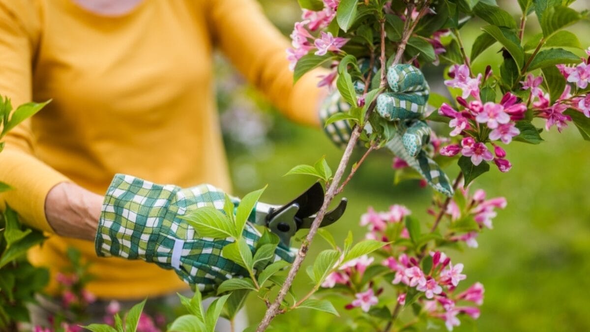 This Simple Deadheading Tweak Transforms Your Garden Flowers into the Biggest, Brightest Blooms 10 This Simple Deadheading Tweak Transforms Your Garden Flowers into the Biggest, Brightest Blooms - pruning flower ss2454002311