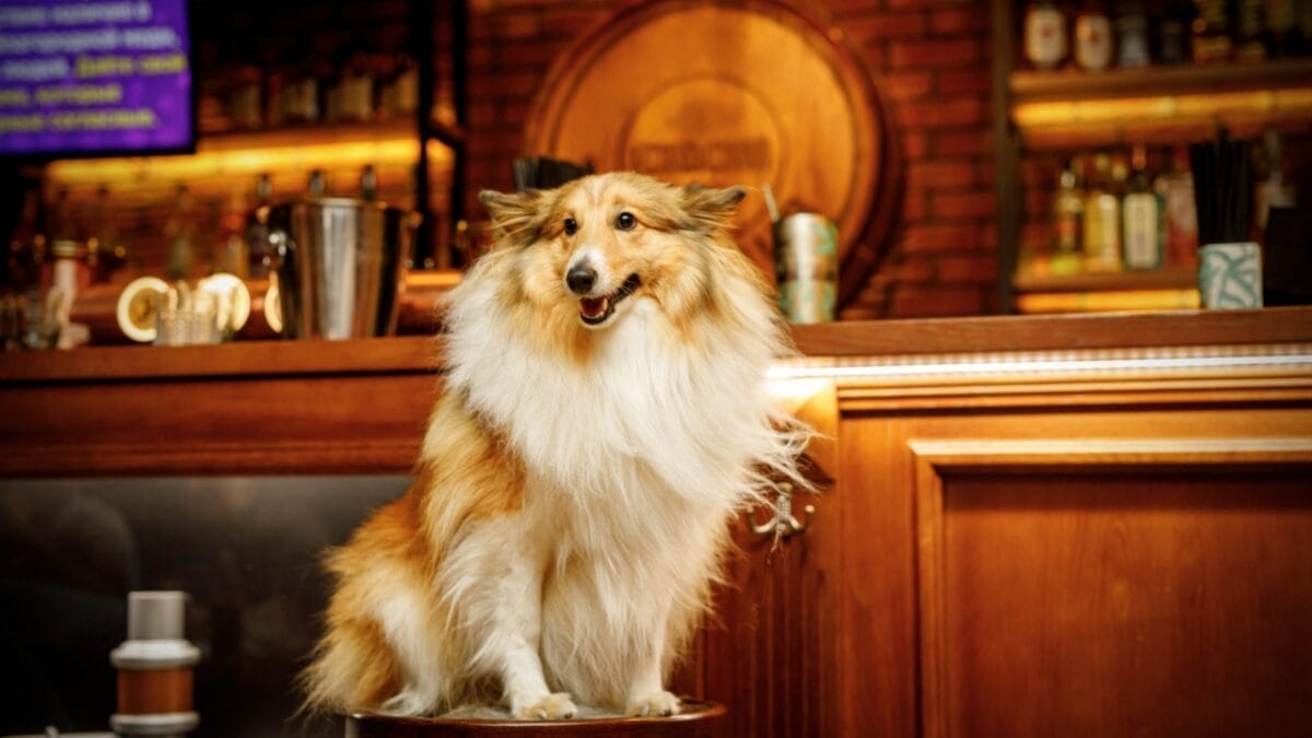 20 U.S. Dog-Friendly Attractions: Pup-Approved Adventures 17 20 U.S. Dog-Friendly Attractions: Pup-Approved Adventures - pub dog dp634339596