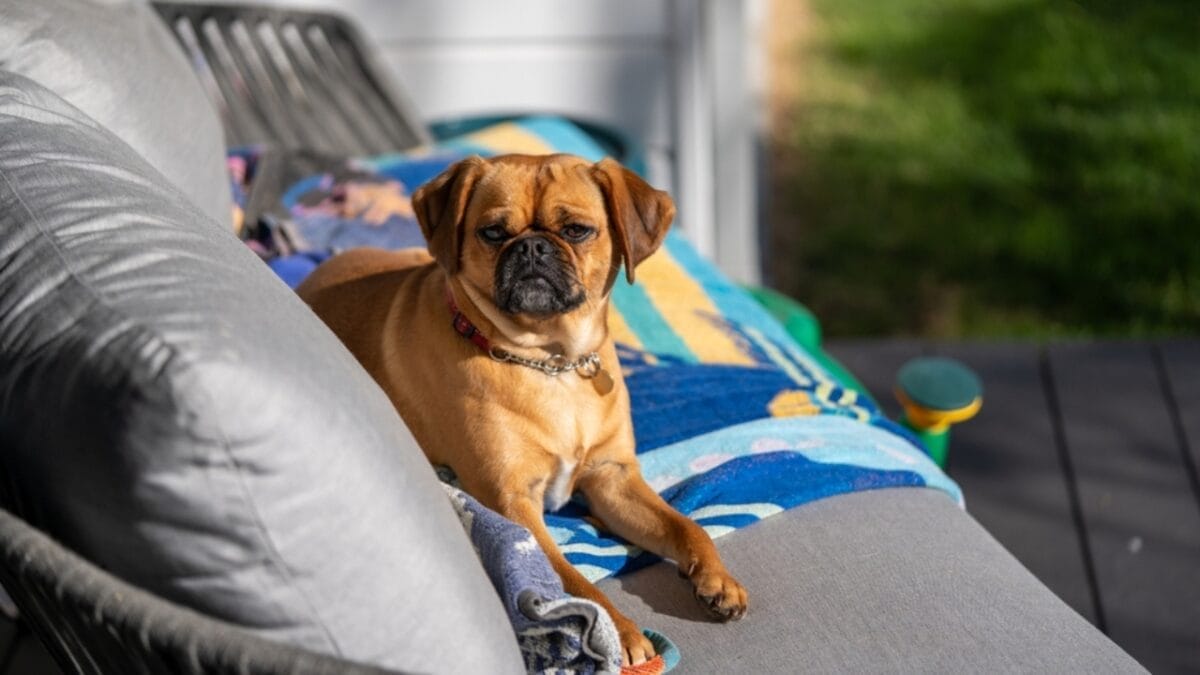 5 DIY Backyard Ideas to Create the Ultimate Dog-Friendly Space 5 5 DIY Backyard Ideas to Create the Ultimate Dog-Friendly Space - pug sitting ss2346034551