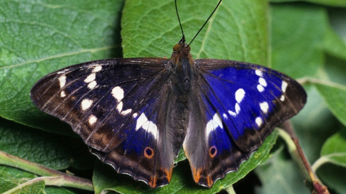 23 Dazzling Photos of the Most Colorful Butterflies on Earth 19 23 Dazzling Photos of the Most Colorful Butterflies on Earth - purple emperor butterfly dp174349856