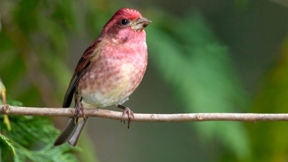 The Most Colorful & Beautiful Types of Finches 5 The Most Colorful & Beautiful Types of Finches - purple finch ss1168213756