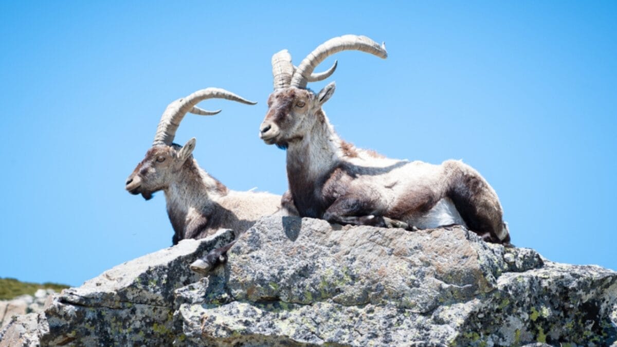 The Lazarus Effect: Could These 15 Extinct Creatures Walk the Earth Again? 5 The Lazarus Effect: Could These 15 Extinct Creatures Walk the Earth Again? - pyrenean ibex dp158872272