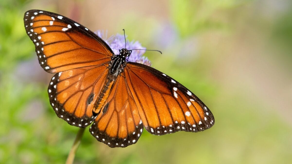 23 Dazzling Photos of the Most Colorful Butterflies on Earth 14 23 Dazzling Photos of the Most Colorful Butterflies on Earth - queen butterfly dp129274264