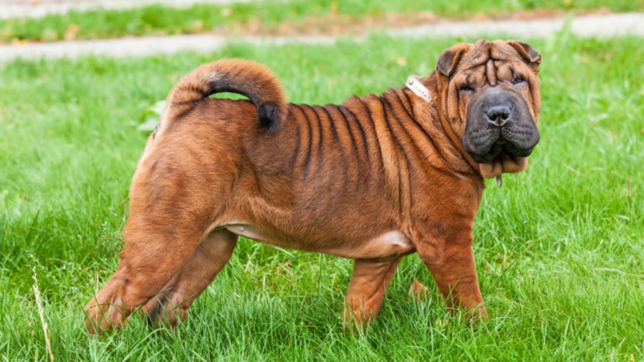 Why the Chinese Shar-Pei is More Than Just Wrinkles 10 Why the Chinese Shar-Pei is More Than Just Wrinkles - quiet chinese shar pei ss220520443
