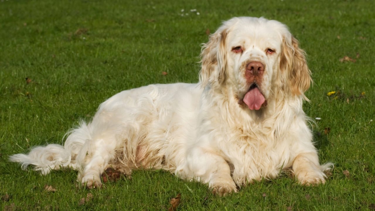9 Irresistible Quirks of the Regal Clumber Spaniel 8 9 Irresistible Quirks of the Regal Clumber Spaniel - quiet clumber spaniel ss1031706742