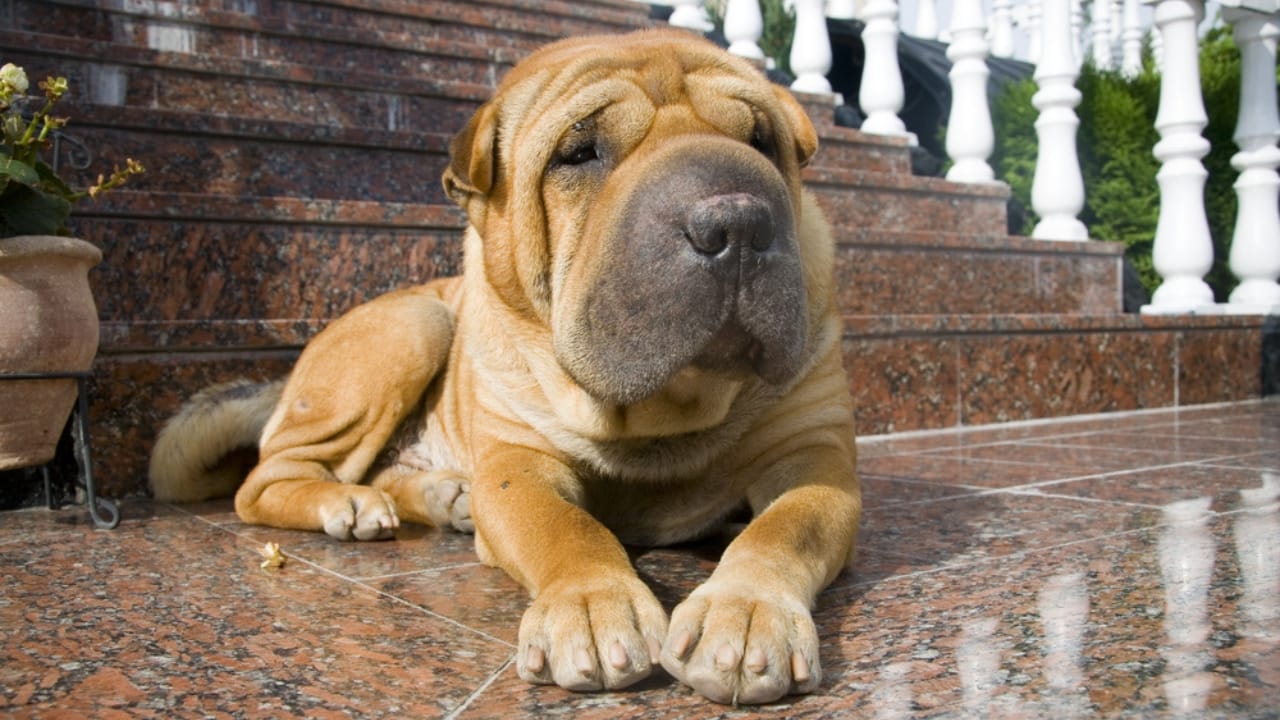 10 Dog Breeds That Look Like Creatures from Folklore 3 10 Dog Breeds That Look Like Creatures from Folklore - rare chinese shar pei ss314608592