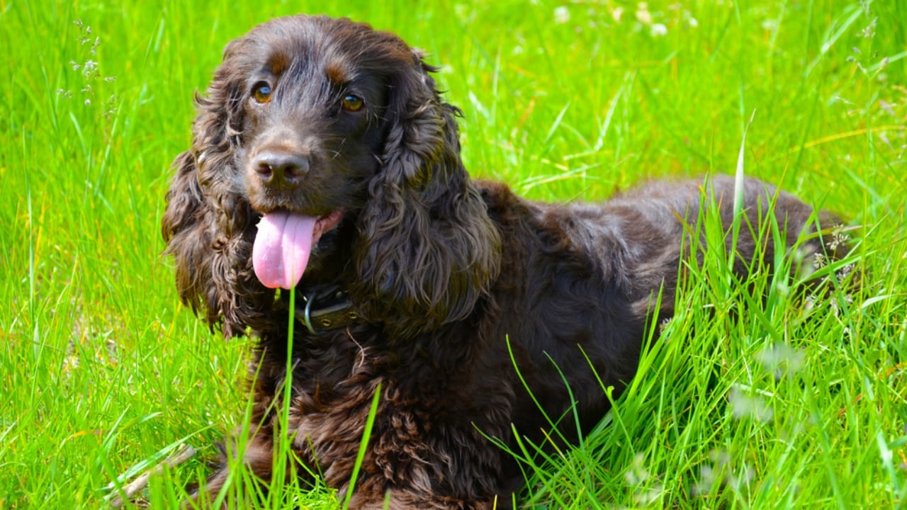 10 Reasons the Irish Water Spaniel is a Hidden Gem Among Dog Breeds - rare irish water spaniel ss611253869