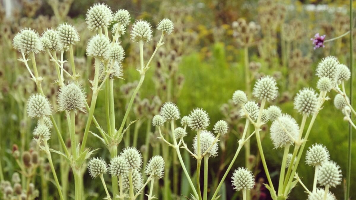 16 Native Plants That Beat the Heat & Drought 8 16 Native Plants That Beat the Heat & Drought - rattlesnake master ss2026280726