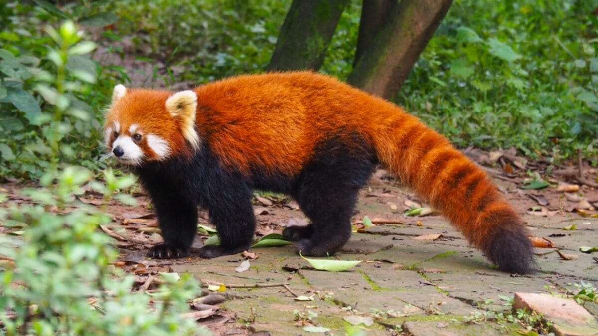12 of the Most Beautiful Animals in the World 10 12 of the Most Beautiful Animals in the World - red panda ss1753123481