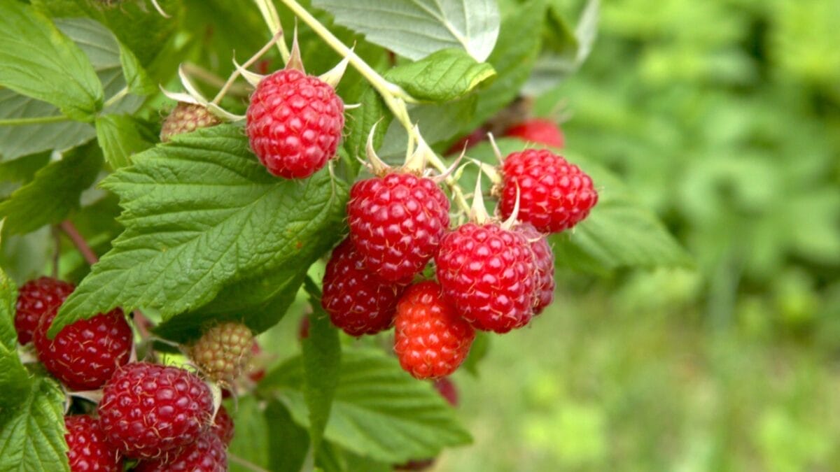 35 Shade-Loving Herbs Perfect for Your Garden 33 35 Shade-Loving Herbs Perfect for Your Garden - red raspberry leaf ss1128998837