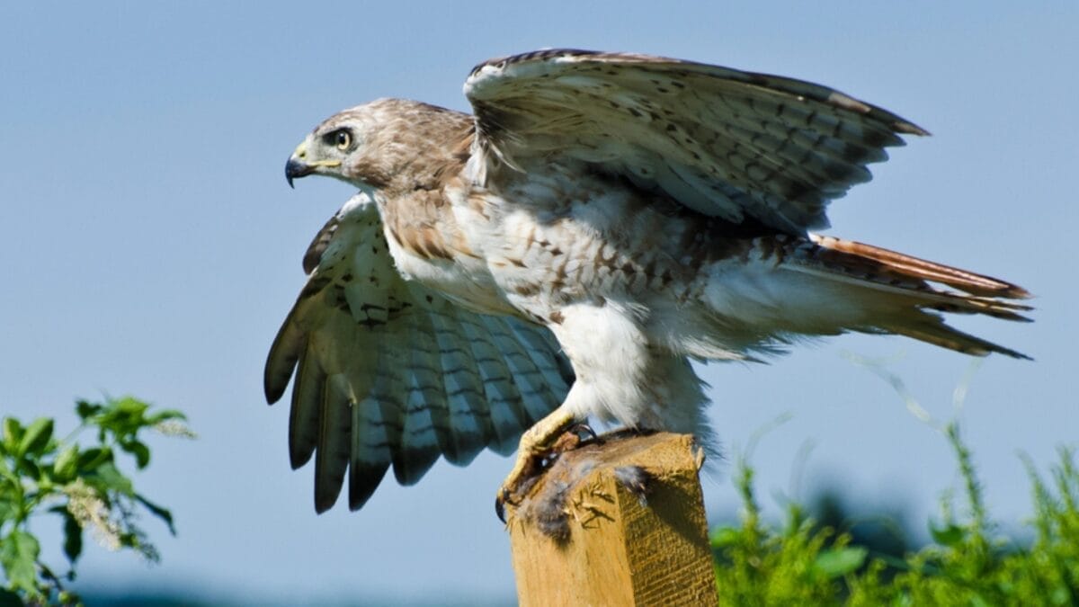 Wings of Wisdom: 12 Common Birds & Their Symbolism 9 Wings of Wisdom: 12 Common Birds & Their Symbolism - red tailed hawk dp37989713