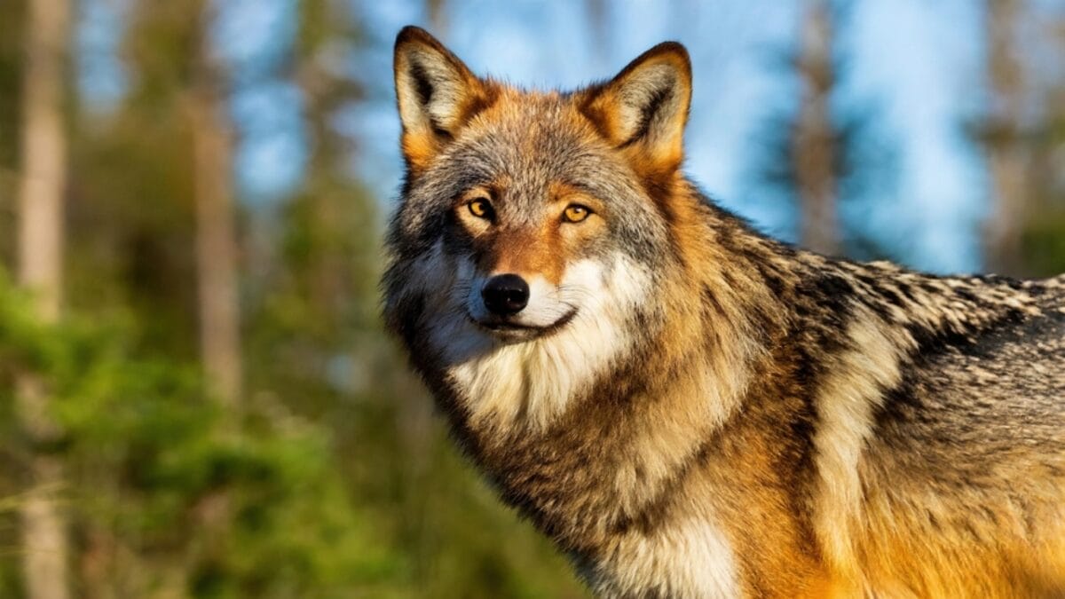 Love Them All You Want, But These Animals are Illegal as Pets in the U.S. 8 Love Them All You Want, But These Animals are Illegal as Pets in the U.S. - red wolf ss2451676951