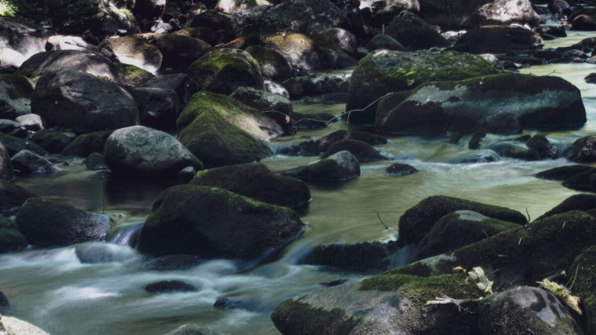 35 Dog Walking Trails That Prove USA Is a Dog's Paradise 12 35 Dog Walking Trails That Prove USA Is a Dog's Paradise - reeves brook loop trail ss1822216007