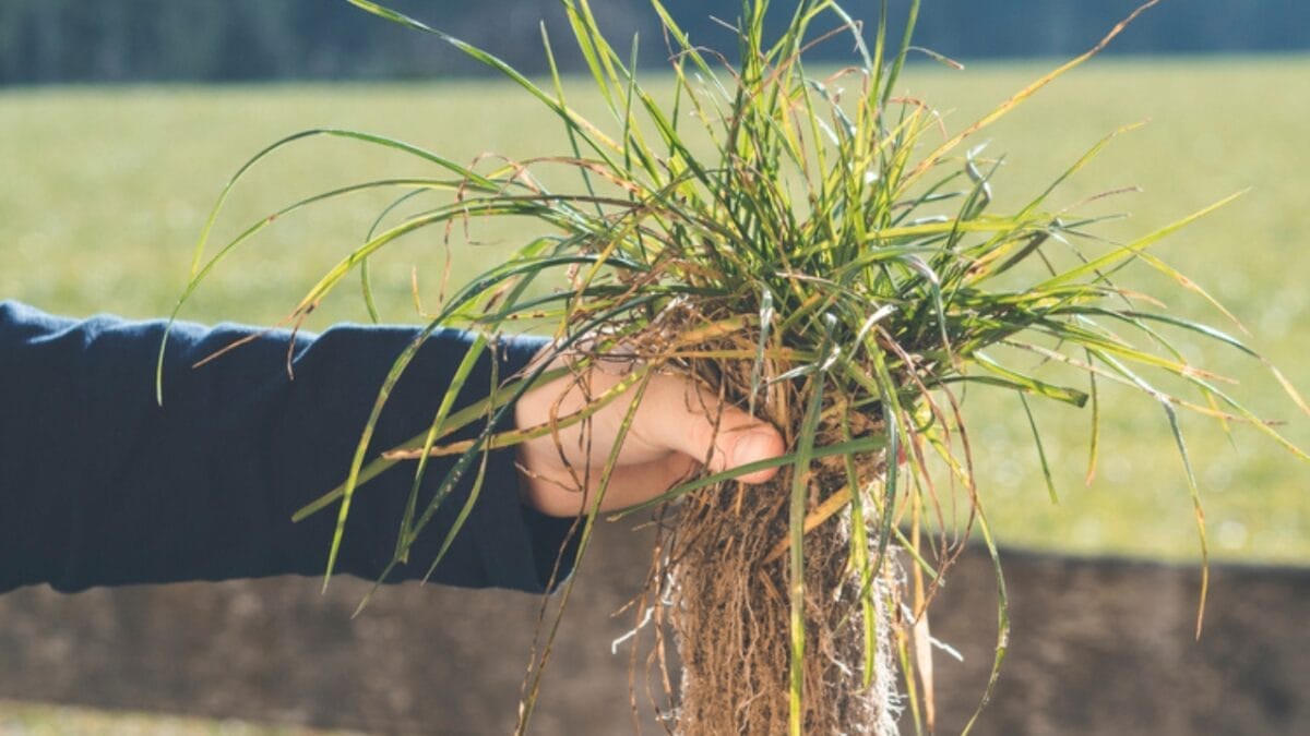 Conquering Crabgrass: Winning the War on Weeds 4 Conquering Crabgrass: Winning the War on Weeds - removing crab grass ss1869566194