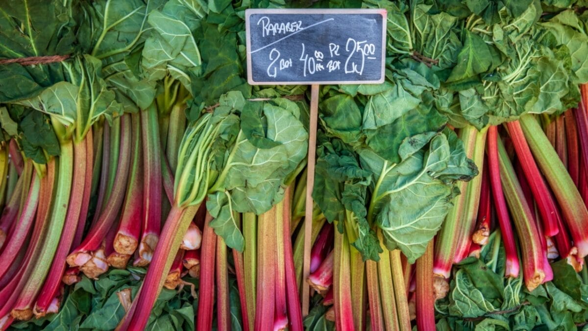 Rhubarb: An Ancient Herb Worth Growing – Here's How to Do It 6 Rhubarb: An Ancient Herb Worth Growing – Here's How to Do It - rhubarb cost dp198982688