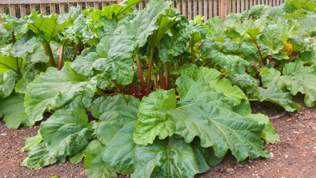 Raw Risks: 15 Foods That Pose Serious Health Hazards When Uncooked - rhubarb plant in garden dp75026925