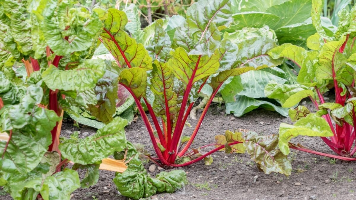 Rhubarb: An Ancient Herb Worth Growing – Here's How to Do It 7 Rhubarb: An Ancient Herb Worth Growing – Here's How to Do It - rhubarb plant in sun dp134053540