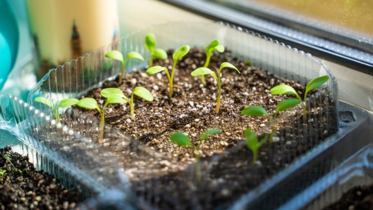 Rhubarb: An Ancient Herb Worth Growing – Here's How to Do It 4 Rhubarb: An Ancient Herb Worth Growing – Here's How to Do It - rhubarb seeds ss2287035873